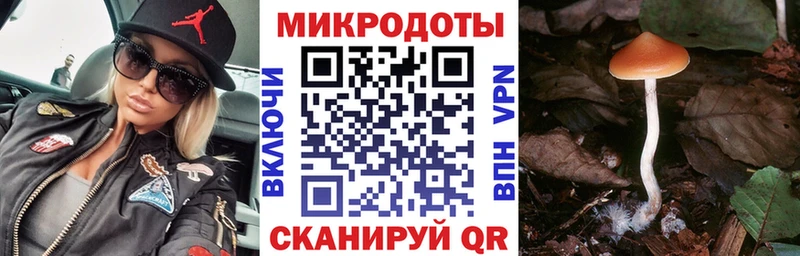Купить  Томмот  Галлюциногенные грибы прущие грибы 